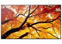 Sharp PN-M752 75" Large Display UHD